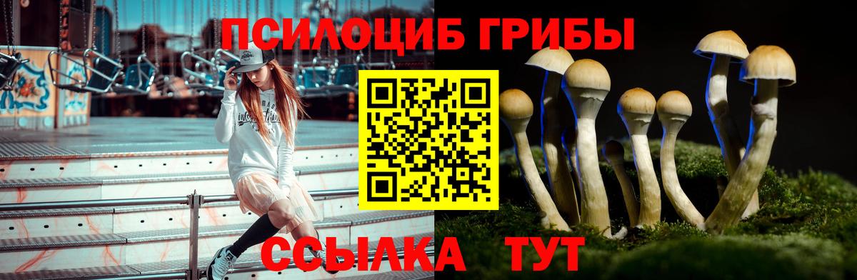 Королёв  купить наркотик  Вход с VPN  Галлюциногенные грибы Psilocybe 